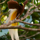 The lesser bird-of-paradise.
